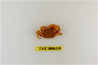 藏品(大里澤蟹)的圖片